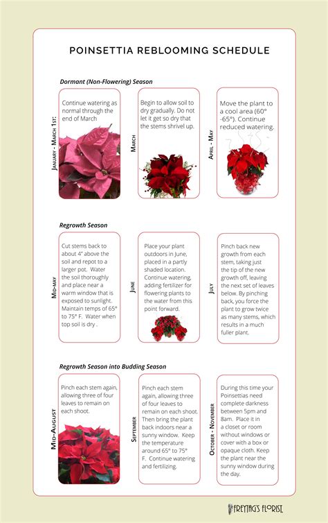 Poinsettia Care Tips - Freytags Florist - Freytags Florist