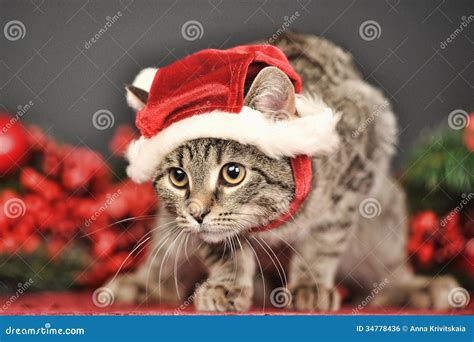 Cat in Christmas hat stock photo. Image of green, decorations - 34778436