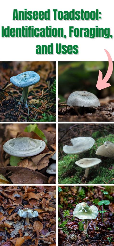 Aniseed Toadstool: Identification, Foraging, and Uses - Mushroom ...