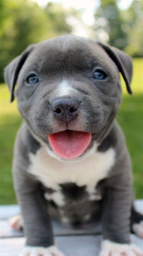 Xxl blue Male pitbull puppy for sale | Pitbull puppies for sale ...