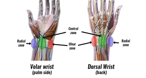 Wrist Anatomy Ulnar Side