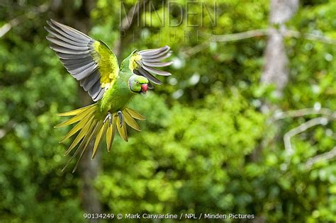 Mauritius Parakeet stock photo - Minden Pictures