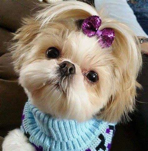 Beyond The Puppy Cut: Shih Tzu Hair Styles