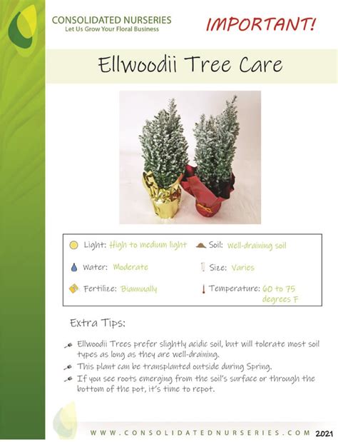 Ellwoodii Trees – Consolidated Nurseries