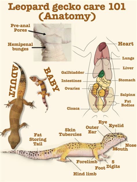 Leopard gecko 101 (anatomy) | Leopard gecko, Leopard gecko terrarium ...