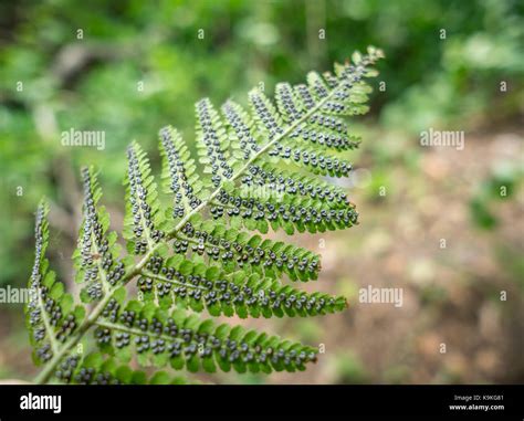 Fern Sporophyte Sori