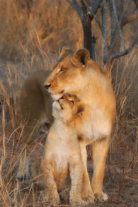 Lion cub love. - ViewBug.com