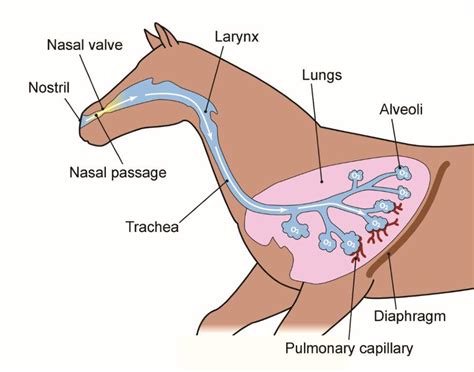 Horse Respiratory System Functions | Improve Horse's Breathing