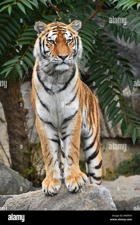 Close up full length front portrait of one young Siberian tiger (Amur ...