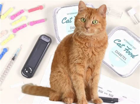 New pill treats diabetic cats without daily insulin shots | The Catnip ...