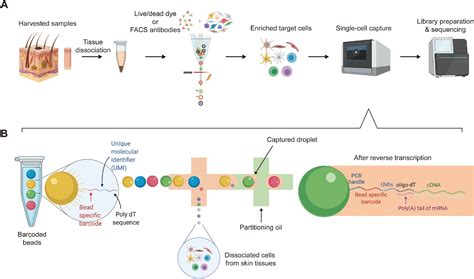 Application of single-cell RNA sequencing on human skin: Technical ...