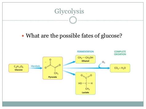 Glycolysis - Glucose oxidation