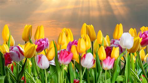 Tulip Wallpapers - Top Free Tulip Backgrounds - WallpaperAccess