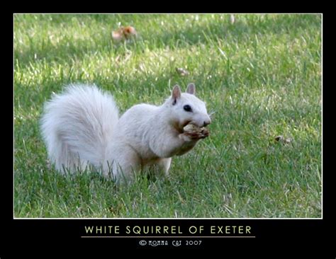 White Squirrel of Exeter by Momma-Cat on DeviantArt