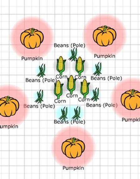 8 Images Three Sisters Garden Layout And Review - Alqu Blog