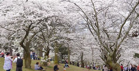 High Park cherry blossoms healthy despite recent cold temperatures | News