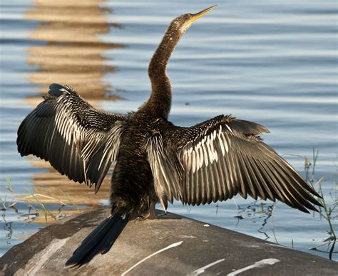 Cormorants and Anhingas are two common Florida birds that share many ...