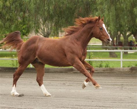 Good-Bye Dear Charlie Horse | Red Bucket Equine Rescue