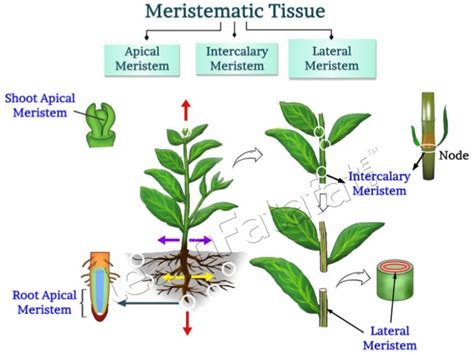 Meristematic Tissue | CBSE Class 9 Chapter 6 Tissues