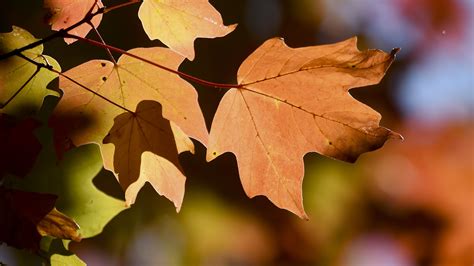 Here's Why Leaves Change Color During The Fall : Short Wave : NPR