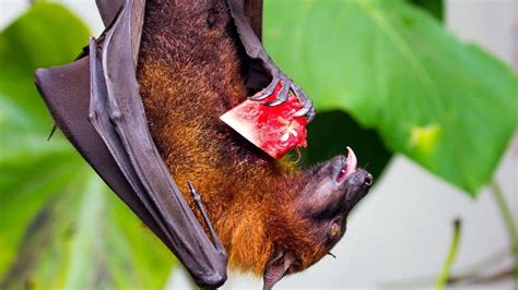 What Do Fruit Bats Eat? Wow, That's Delicious!