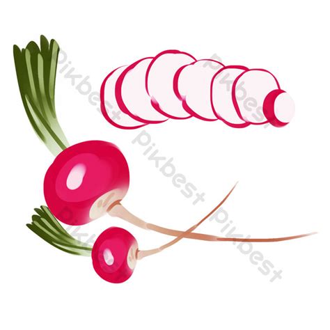 Red Radish Drawing Illustration PNG Images | PSD Free Download - Pikbest