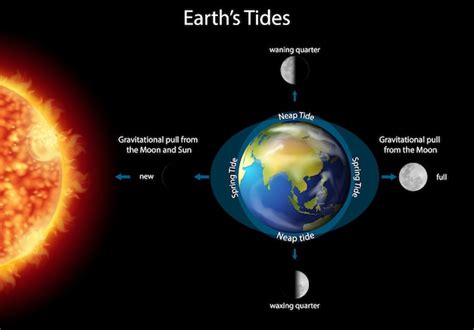 Free Vector | Diagram showing earth tides with earth and sun