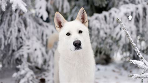 Jon direwolf Ghost - Jon Snow Photo (24489341) - Fanpop