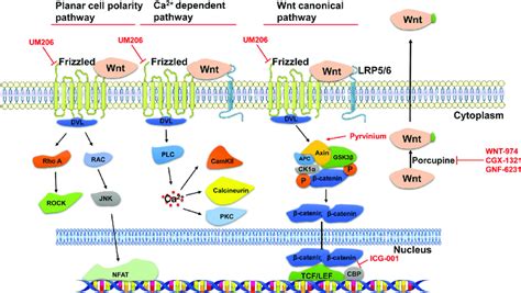 Wnt signaling pathways and the intervention targets of Wnt pathway ...