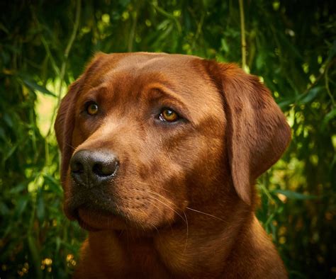 How To Breed A Fox Red Labrador