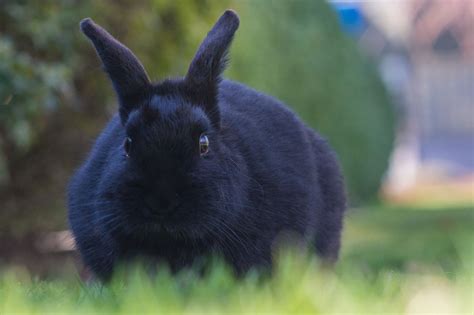 An Overview of Rabbit Fur Colors and Patterns