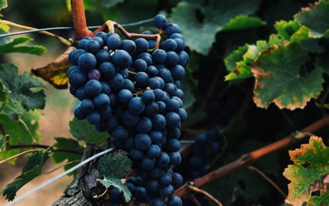 What Grape is Port Made From? – Enobytes