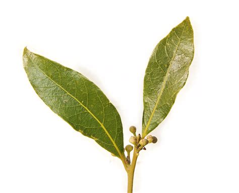 File:Bay leaf pair443.jpg - Wikipedia