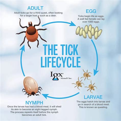 Overview of the Tick Life Cycle | IGeneX | Tick Talk | Tick life cycle ...