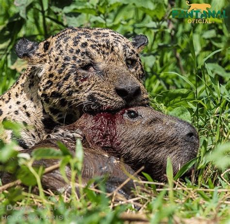 Jaguar crushing capybara skull : r/natureismetal