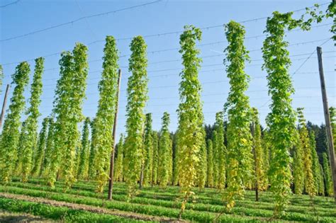 How to Grow Hops for Home Brew (+ 3 Other Uses)