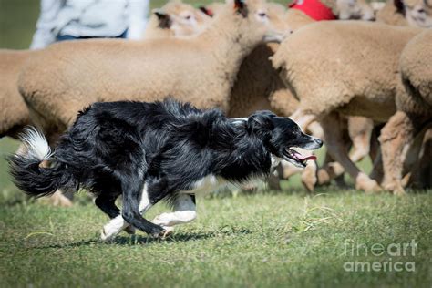 Border Collie herding sheep Photograph by Tony Camacho