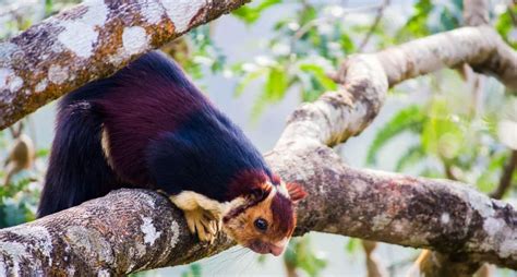 Indian Giant Squirrel Facts