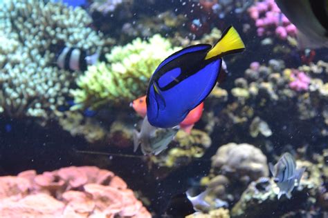 Dory in real life | Dory in real life | Morten Bjerre | Flickr