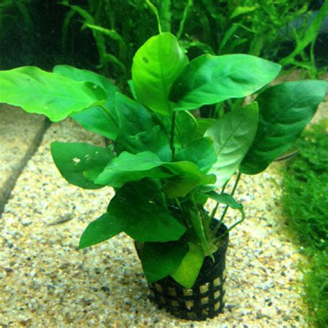 Anubias nana (potted) – Aqua Forest Aquarium