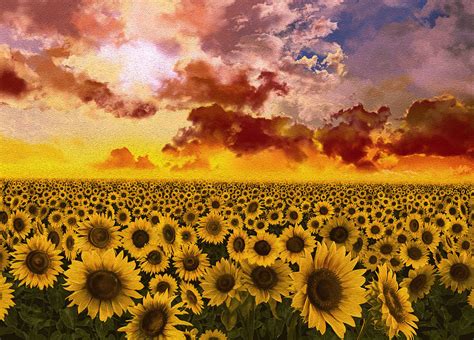 Sunflowers Field 1 Painting by Bekim Art