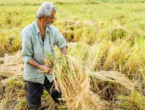 Premium Photo | Harvesting on rice plantation