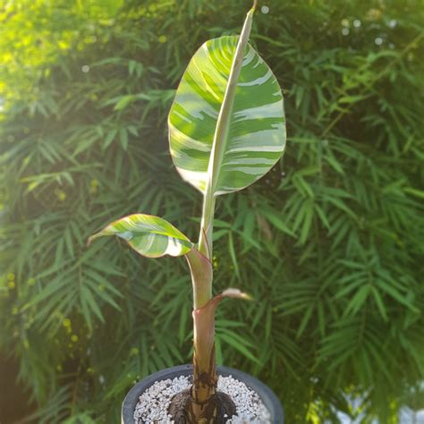 Musa Aeae Variegated Banana, Furniture & Home Living, Gardening, Plants ...