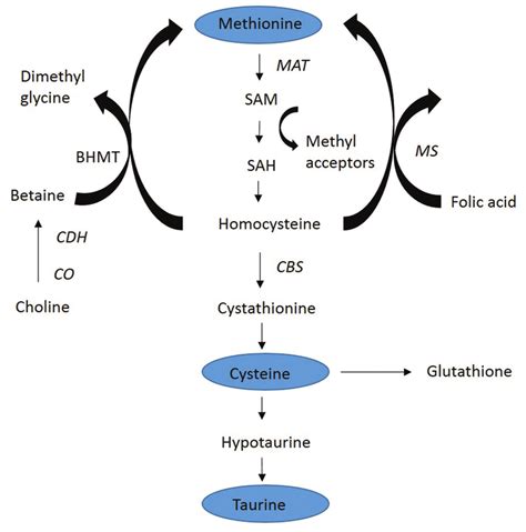 Schematic Figure of methionine pathways producing cysteine and taurine ...