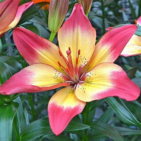 Asiatic Lily Bulbs - Heartstrings in 2020 | Lily bulbs, Asiatic lilies ...