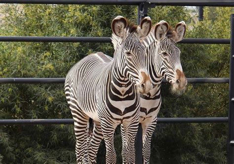 World Wildlife Zoo Phoenix Arizona Pets Zoo Wildlife