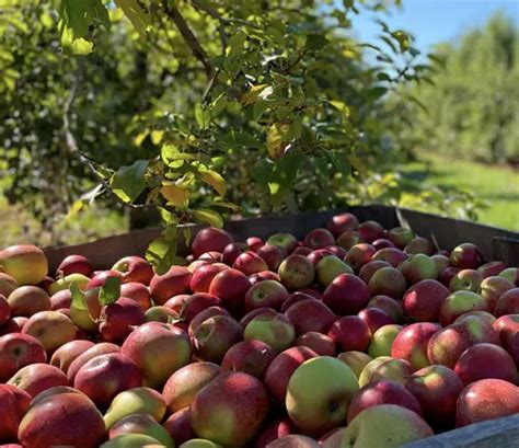 Early Harvest Apple Tree - Forestry.com