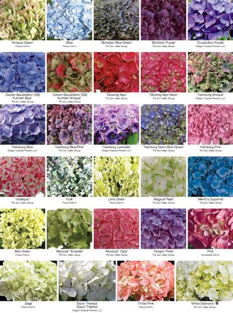 Hydrangea color chart and tips for changing flower hue – Artofit