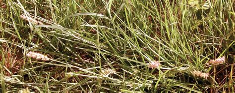 Sandbur Control in Pastures and Hayfields by Dr. Mario A. Villarino ...