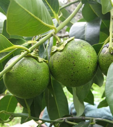 Black Sapote Tree for Sale | Everglades Farm